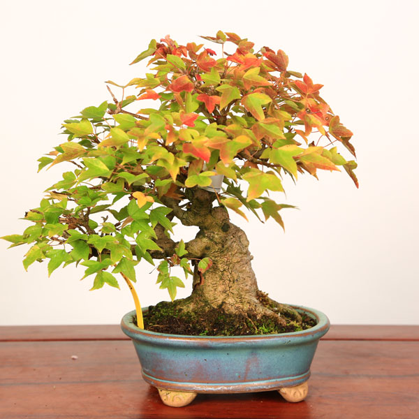 落霜红,冬青科的, 绯影真弓,桃叶卫矛. 火棘.