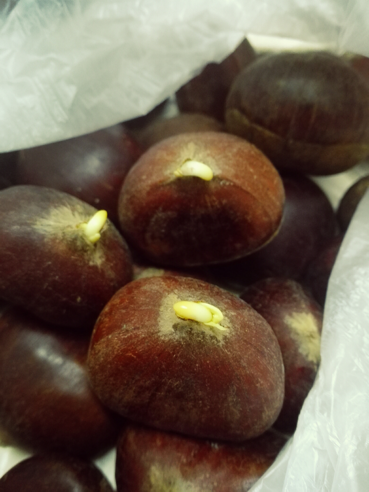 买回来放了几天就发芽了.