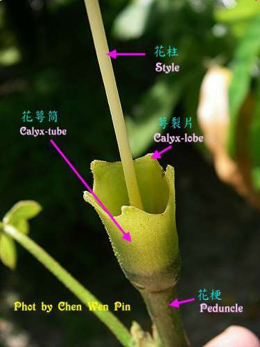 什么是花筒,花萼筒,花冠筒? - 知乎