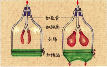 个人理解  呼吸主要是靠胸廓扩张收缩和横膈膜的活动带动肺从而让气体