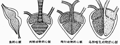 脊椎动物的心脏是如何演化的?