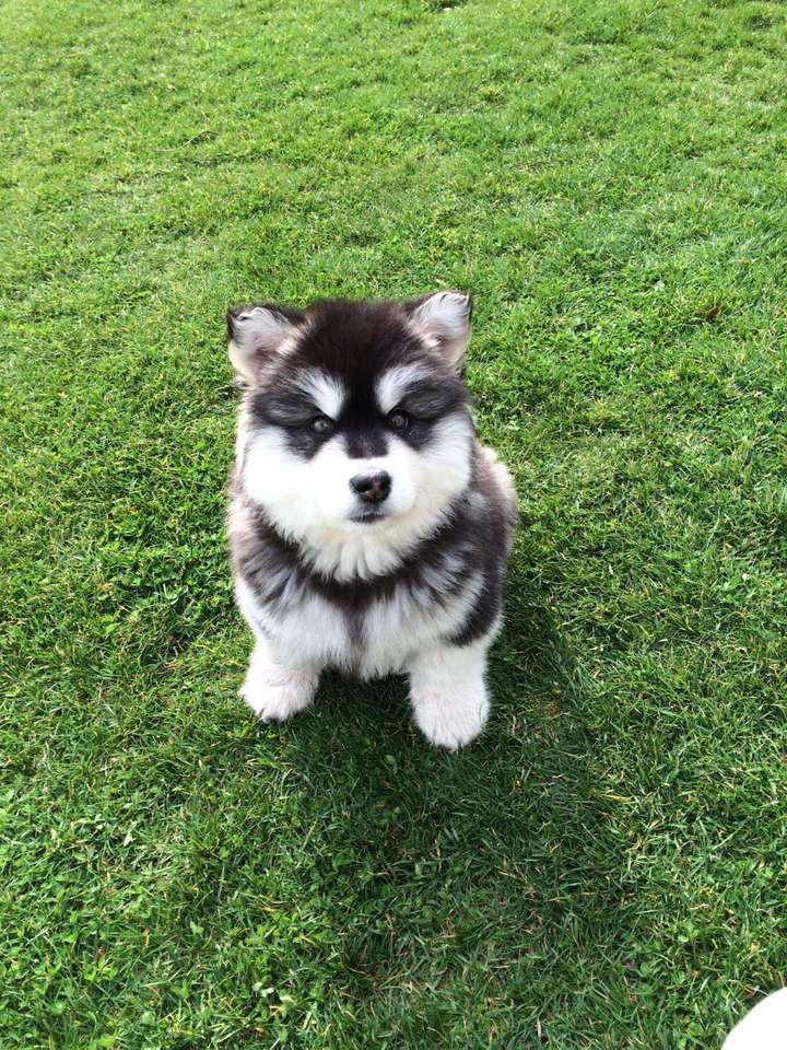 养阿拉斯加雪橇犬是种怎样的体验?