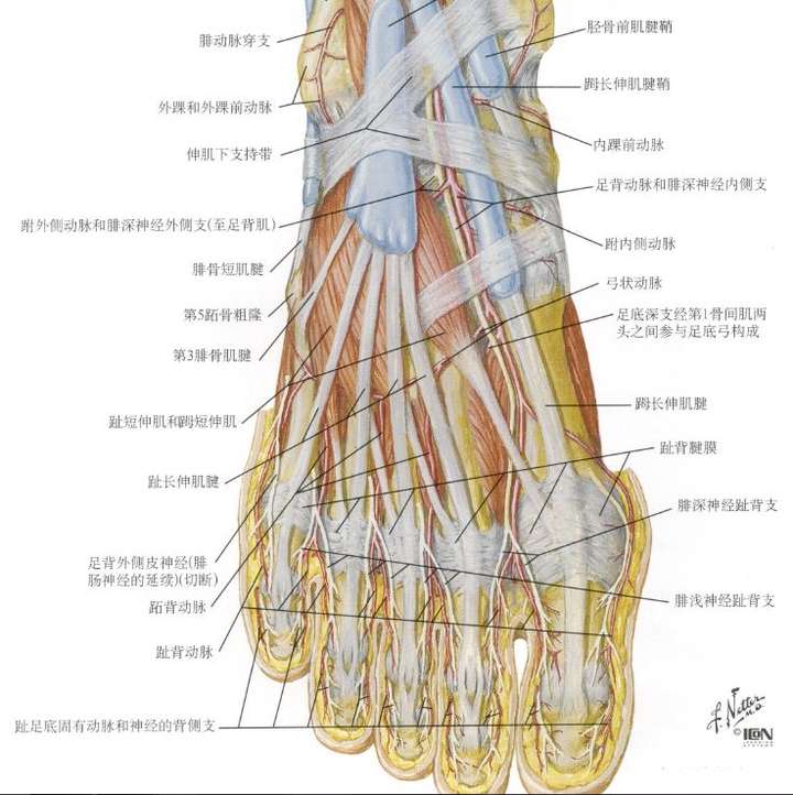 头部被榔头,锤子等钝器击中时为什么会出血?
