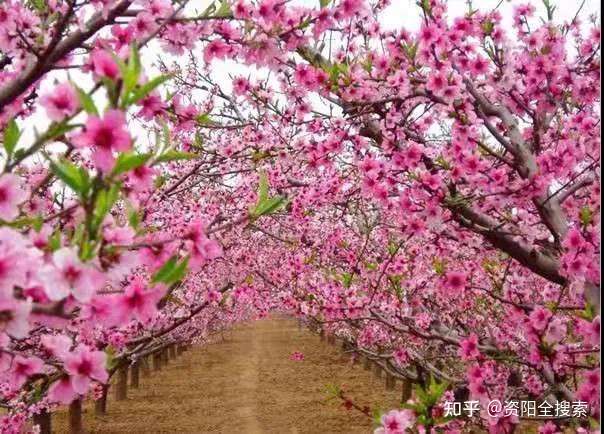 约起 2月27日 资阳桃花旅游季来啦 许你一场浪漫之旅 知乎