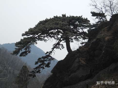 一叶菩提 万壑松风 节选第四 知乎