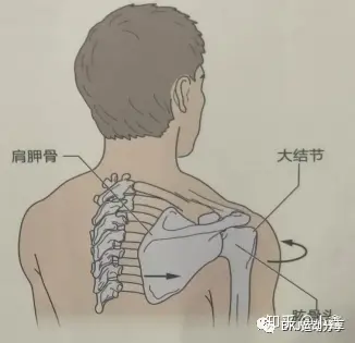 肩胛骨内旋图片