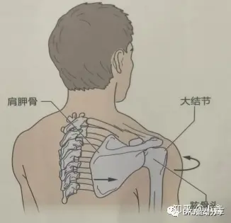 肱骨内旋与肩胛前伸常常同时出现,因此与正常位置相比,肩胛骨前伸的