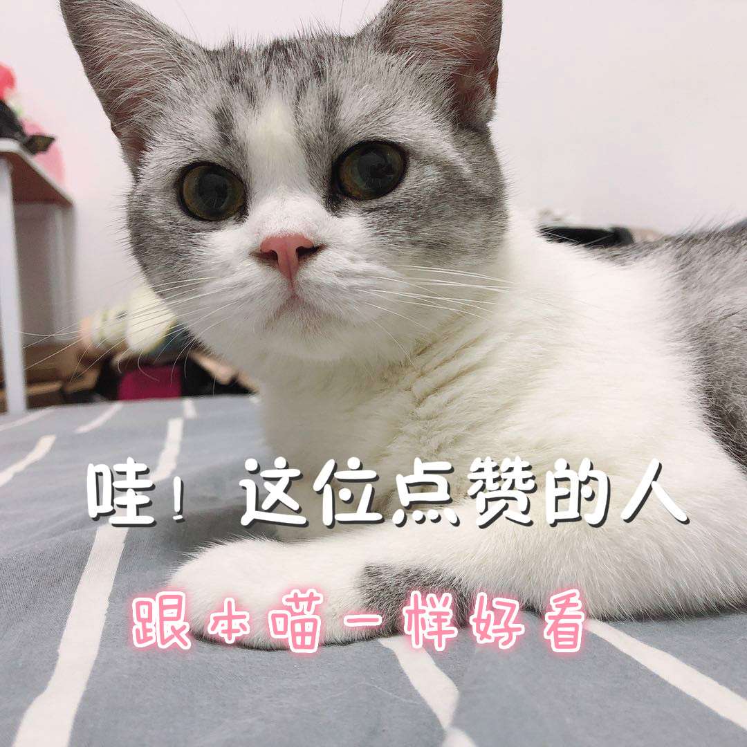 猫咪多久会忘记一个人 知乎