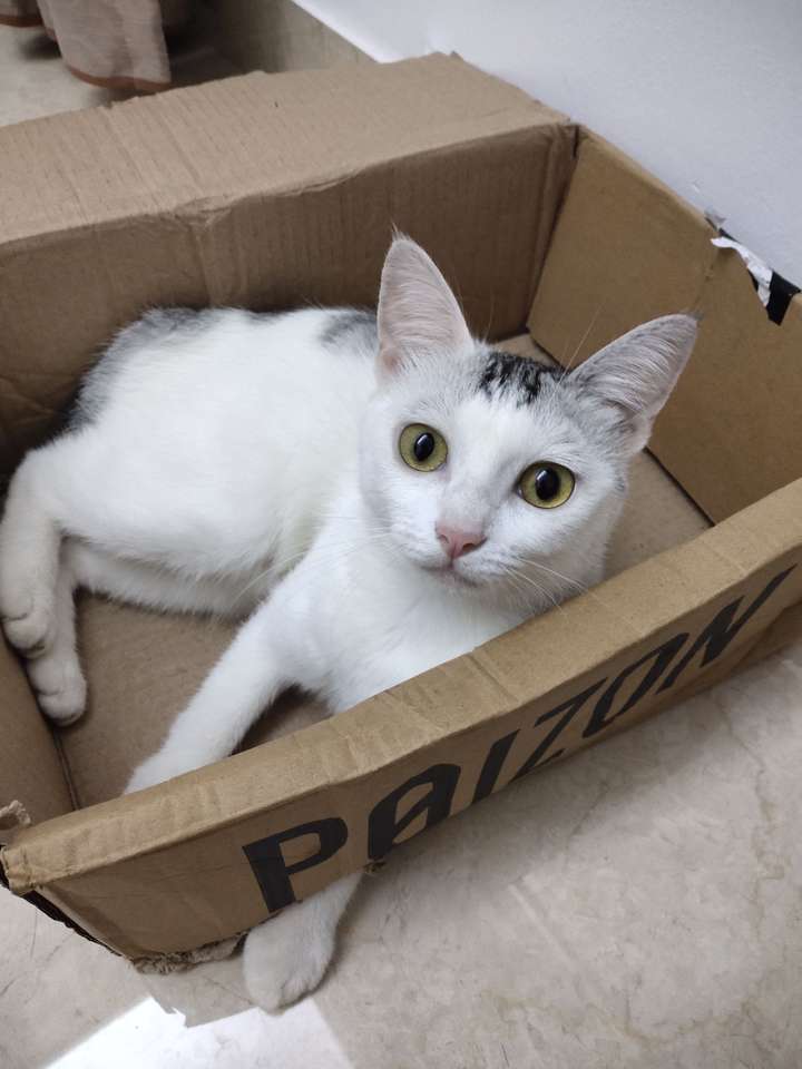 你见过最好看的土猫长什么样子?