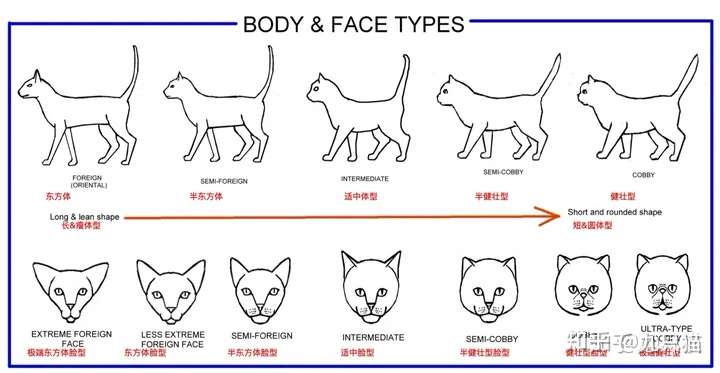猫体型及对应的脸型
