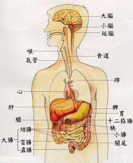 肝臟長在右上腹,如圖位置