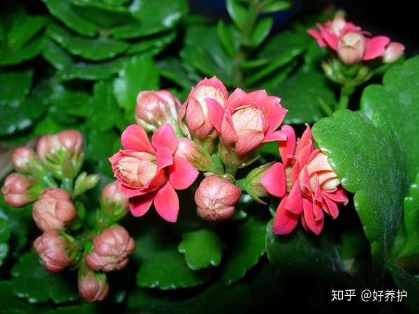 十种超耐寒的开花植物 不怕冻伤 知乎