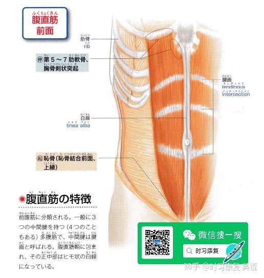 中日双语 从日本教材学习腹直肌 知乎