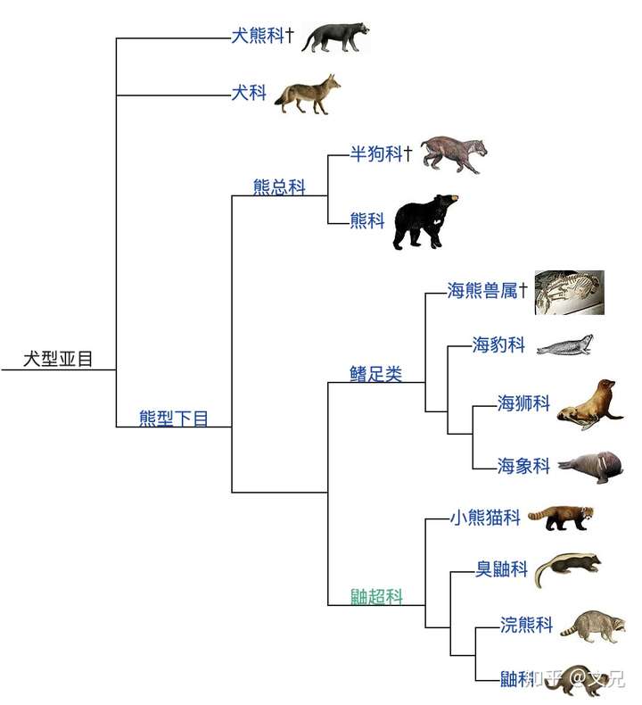 食肉目下的分类是什么?