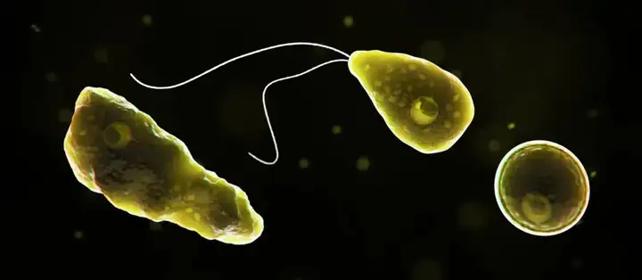 谁能解释一下食脑虫（Brain-Eating amoeba）的原理？