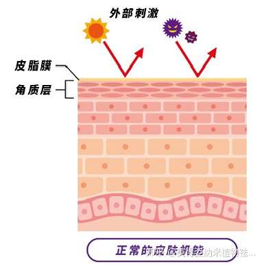 有人說皮膚屏障受損就不能修復好了角質層是不可逆的皮膚屏障受損能