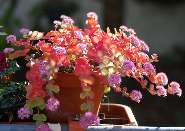 家中养一 皮实花 一年四季都开花 开得比绣球花还旺 知乎