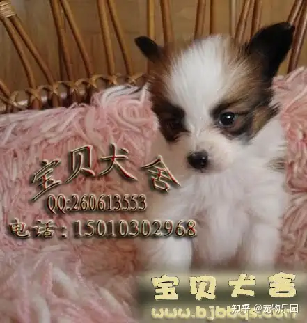 保定精品蝴蝶犬小狗狗价格 知乎