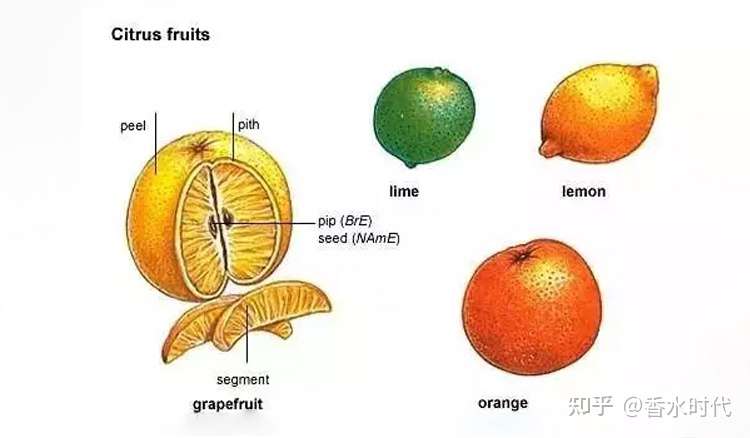 柑橘调 香水top12 带你一口吃下这个夏天 知乎