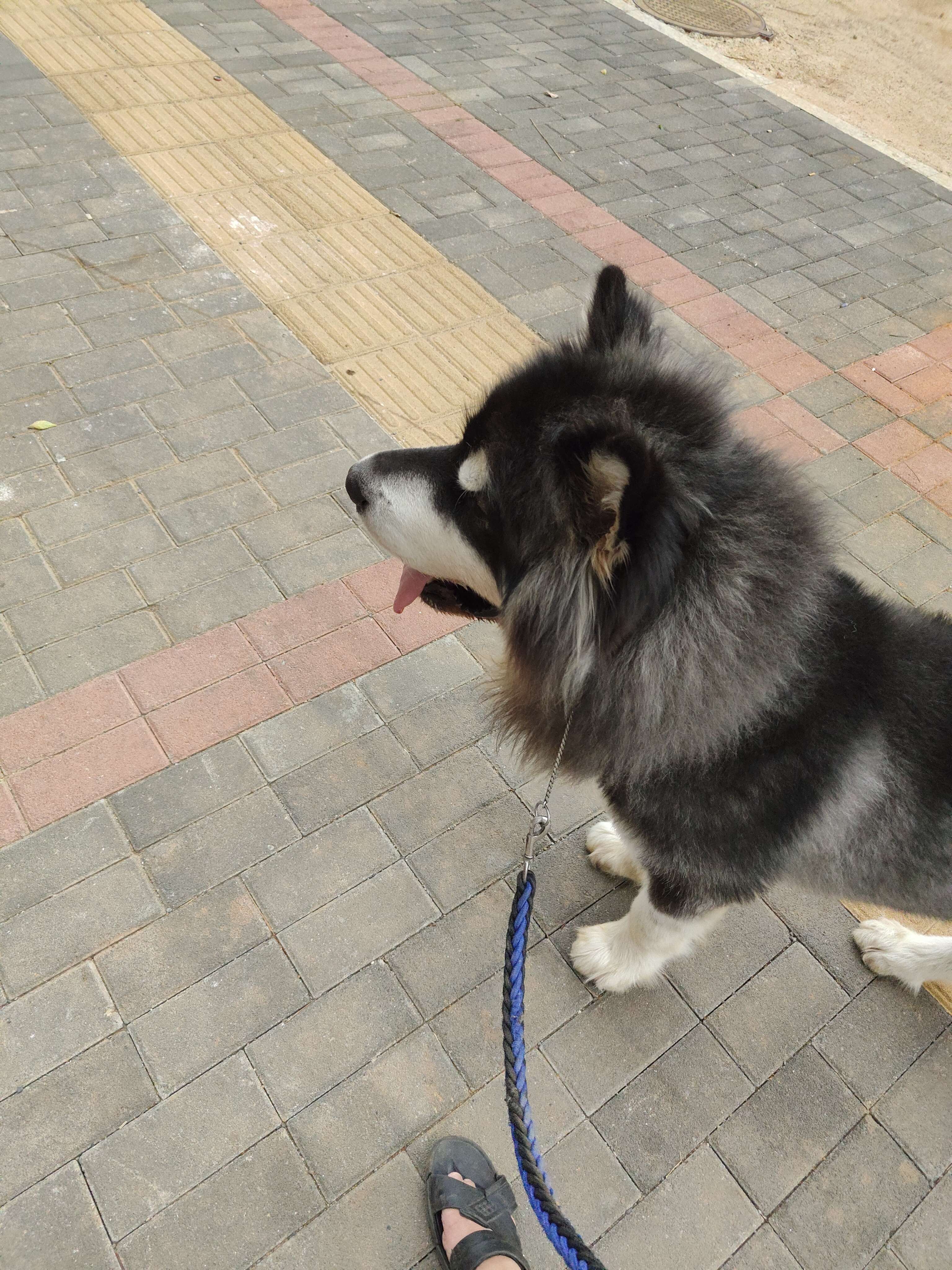 浑沌 的想法: 小型阿拉斯加吃的真多啊,以后不养小狗了 - 知乎