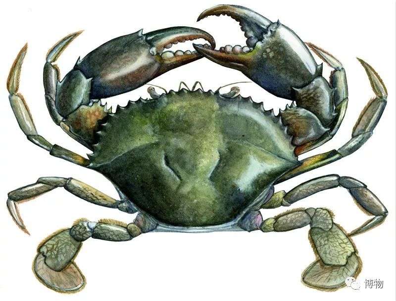市场常见海蟹图鉴 解人民之烦 饭 忧 知乎