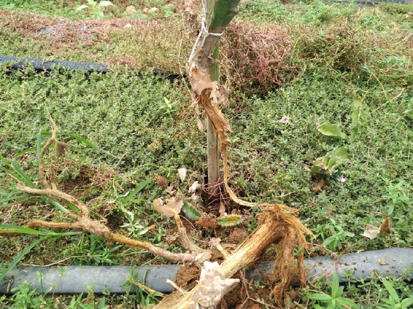 天宝特色农技服务 的想法: 火龙果枝条黄化老化都是啥问题？ 1、底肥… - 知乎