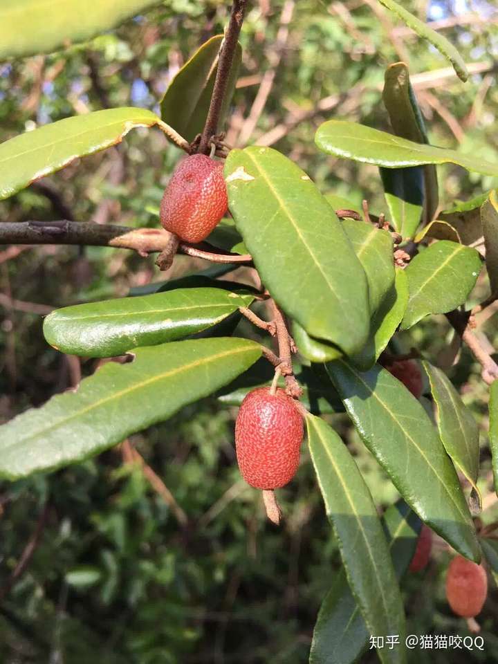 为什么没人销售佛灯果