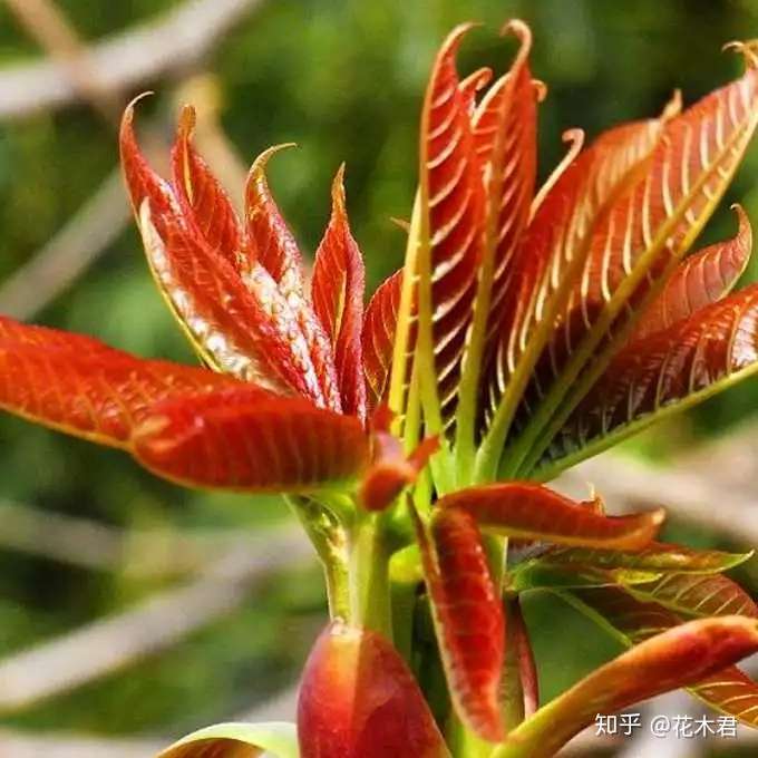 香椿 红椿 紫椿等 其实不是同一种植物 知乎