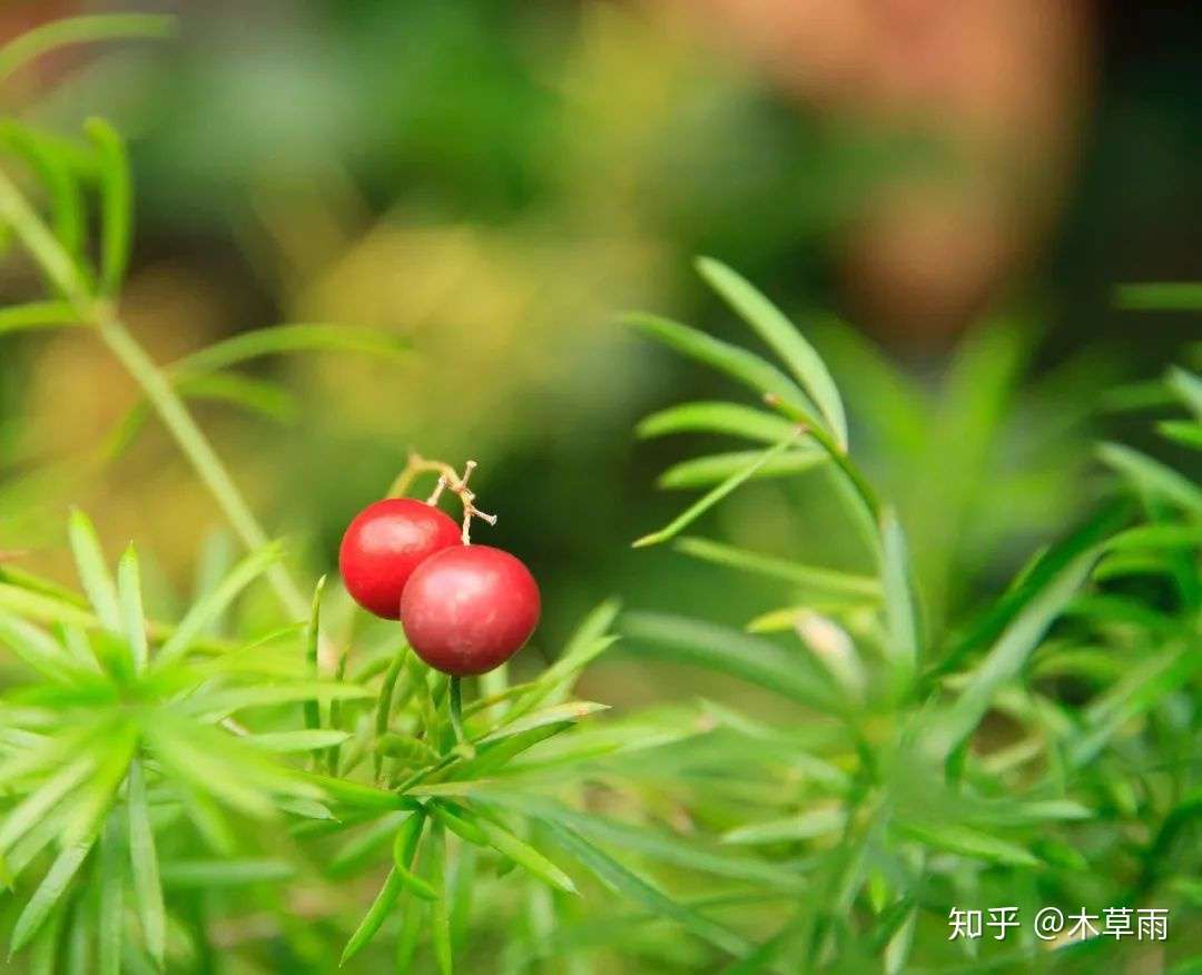 狐尾天门冬丨一起来种一盆毛绒绒的狐狸尾巴 知乎