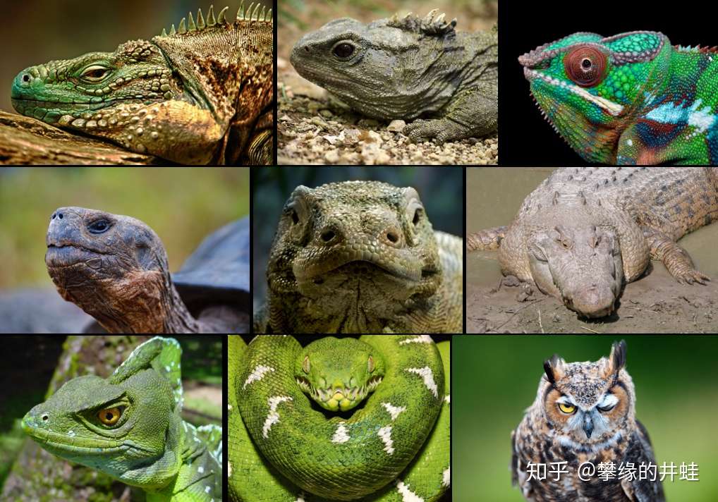 地球演义 蜥形漫记 知乎