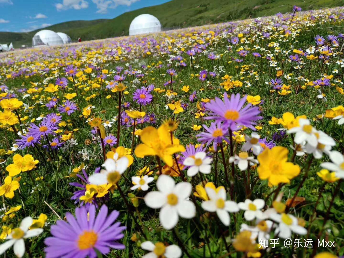 适合夏天去的川西草原花海秘境 附自驾游路线 每一个都值得收藏 知乎