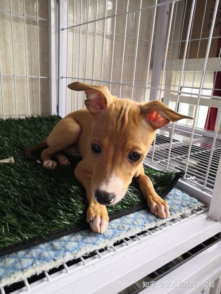 小灵缇幼崽的早期教育背景