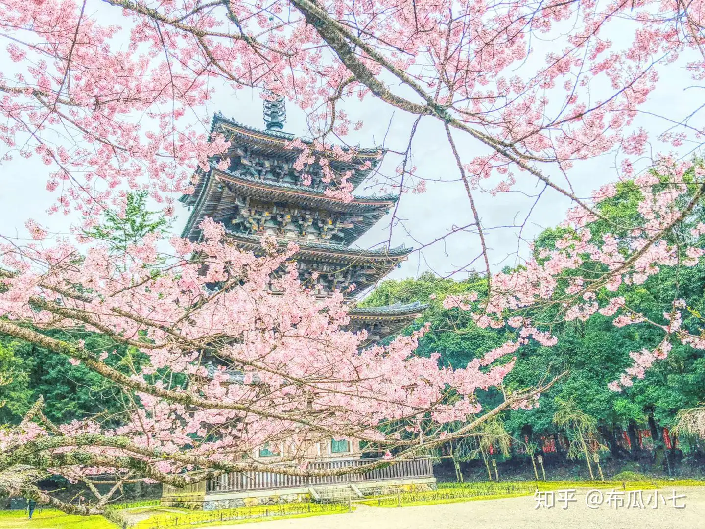 京都的樱花已如期绽放 年年岁岁花相似 岁岁年年人不同 知乎