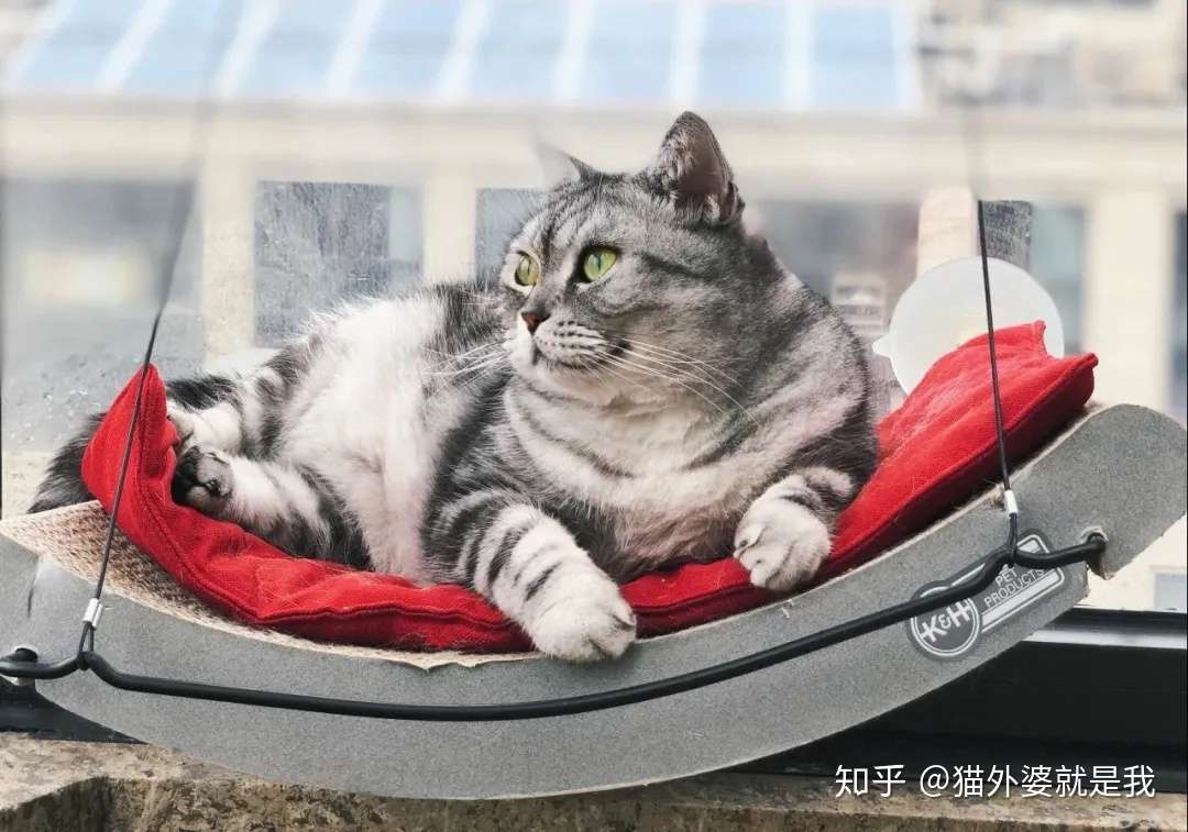 猫咪老龄化指南 知乎