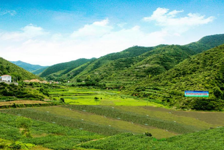 振东深耕道地中药材，共绘乡村振兴希望田野图