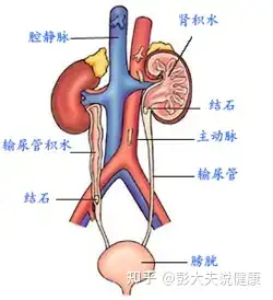 肾窦在哪个位置图片图片