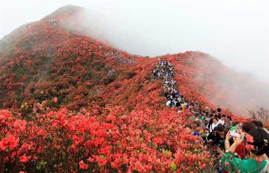 丹寨杜鹃花节盛大开幕，五一旅行打卡必选之地！