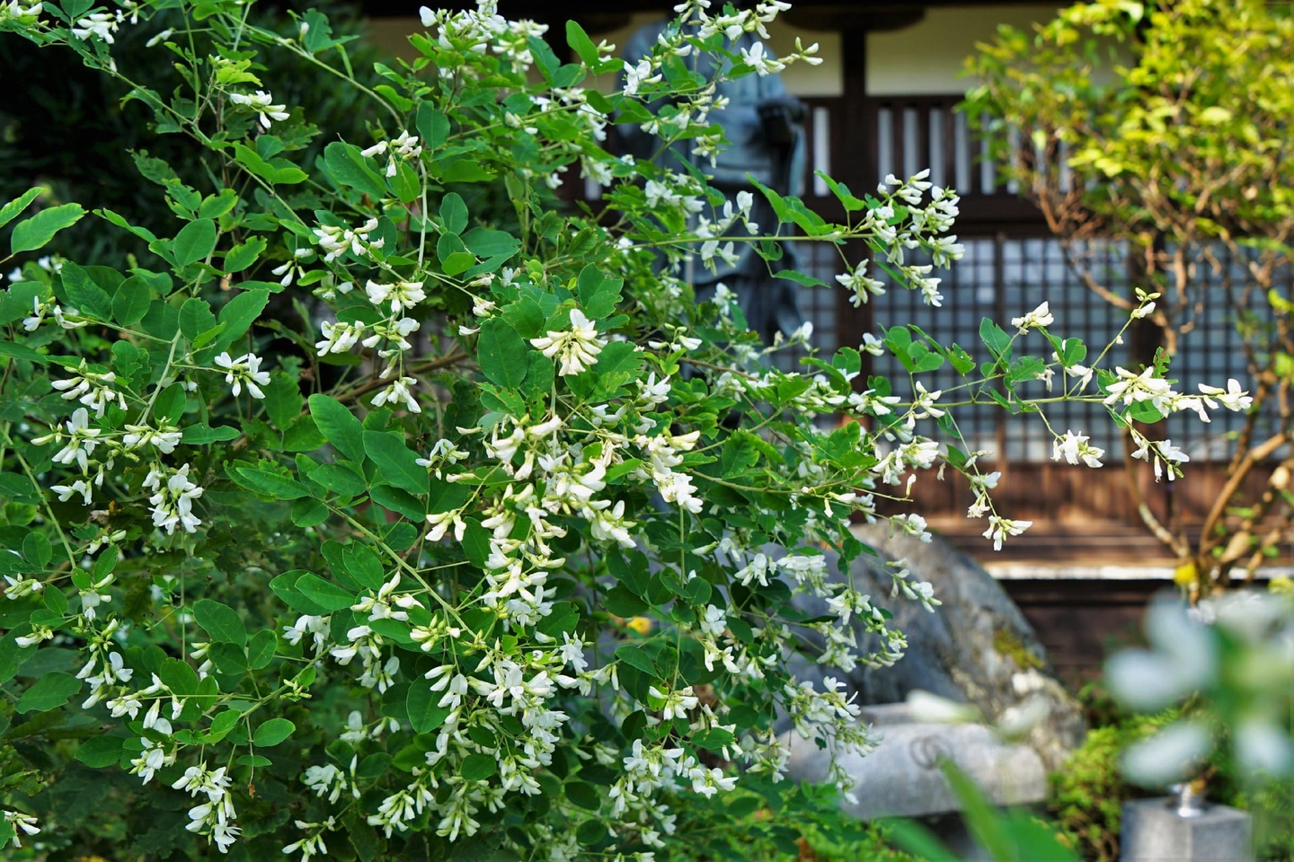 花物語 读书笔记 3 白萩 知乎