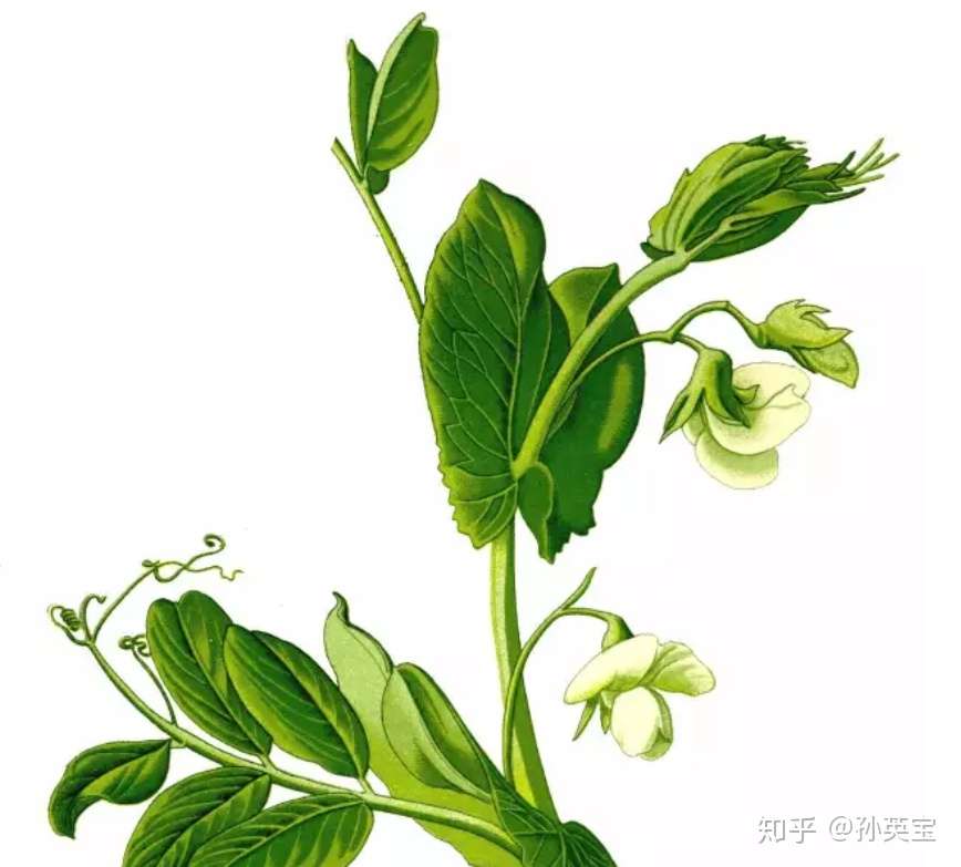 植物科学绘画之花的科学绘画方法 知乎