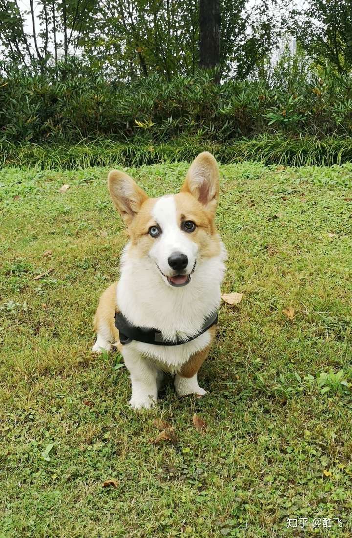 你们知道我的柯基(母)多大了吗?