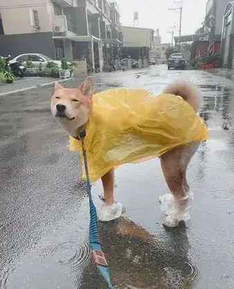淋到雨的柴柴,突然眯着眼睛,露出了一脸享受的舒爽的表情