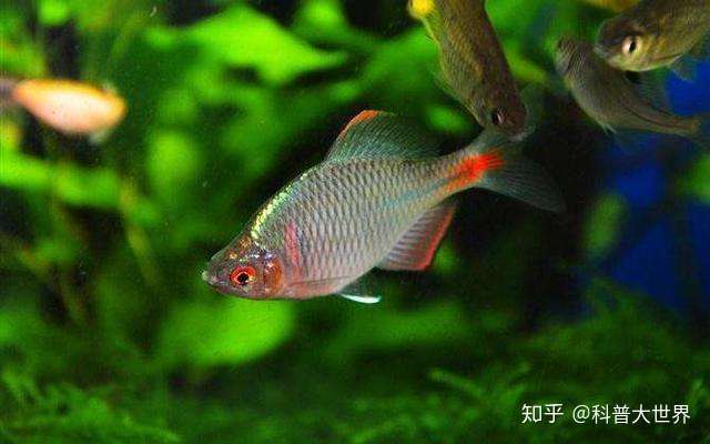 彩虹般漂亮的鳑鲏鱼,现已成观赏鱼新贵,河蚌是它的"专职保姆"