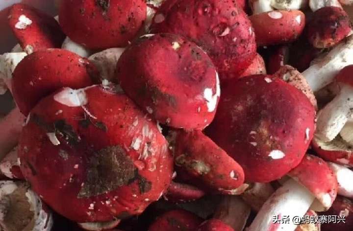 紅菌到底能不能吃(云南這種菌類極具爭議性)插圖(9) 紅菌到底能不能吃(云南這種菌類極具爭議性)插圖(9)