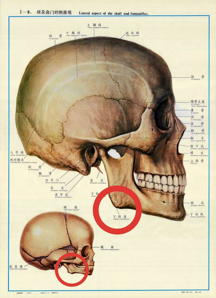 人脸骨骼结构图图片