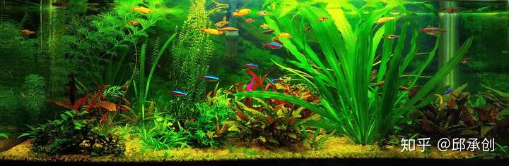 搬鱼缸逛了一下 才长的水草被水流冲出来了 还能活吗 知乎