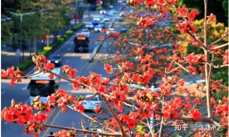 广州的木棉花开了 来看花吗 知乎