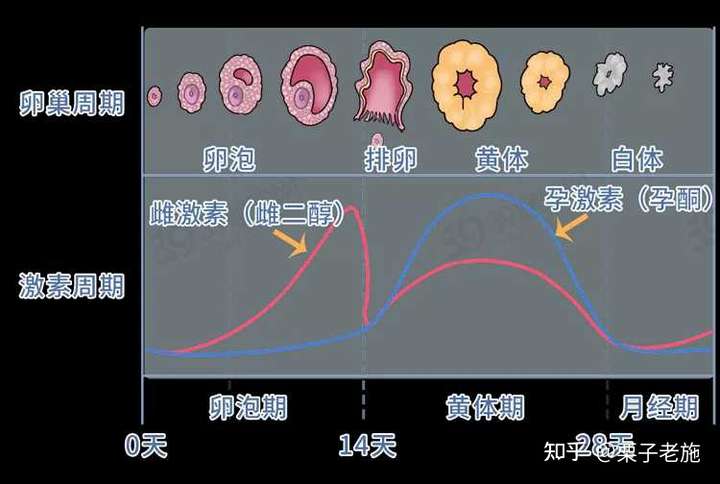 这个时间大概是在12天左右,只有在受精卵着床之后,人绒毛膜促性腺激素