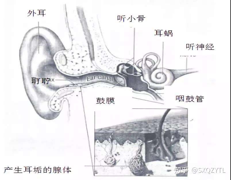 关爱你的耳朵 耵聍栓塞的预防和治疗 知乎