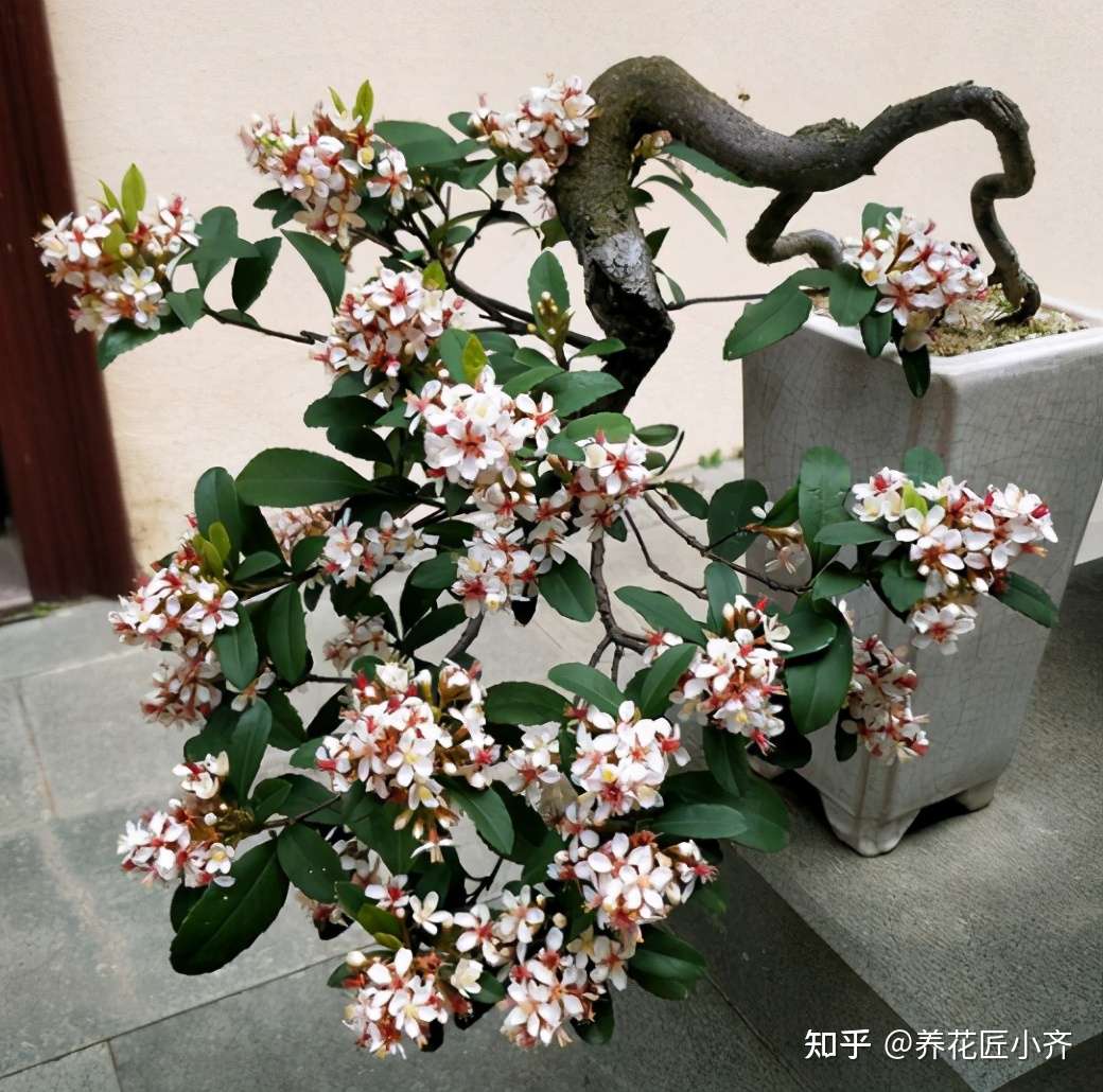 一个爱花人士会做的 七件事 看看你中了几个 知乎