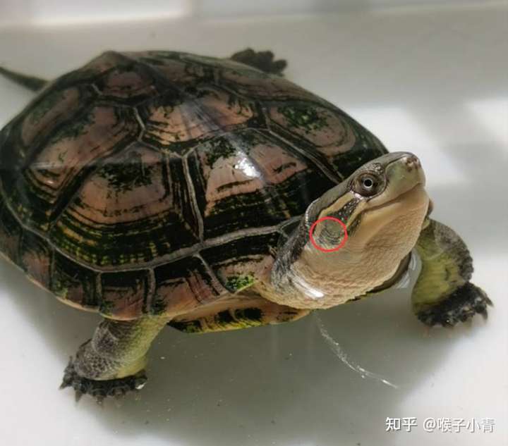 乌龟喜欢听歌吗 发现我的小龟龟在我放歌的时候会游的特别欢?
